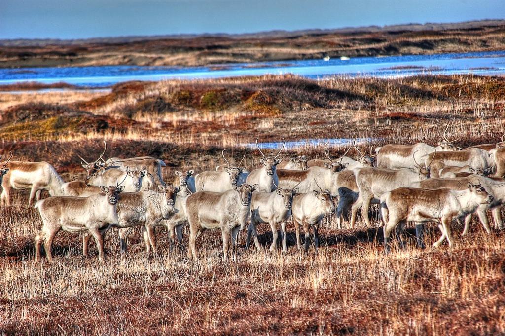 Blabjorg Resort Borgarfjordur Eystri Bagian luar foto